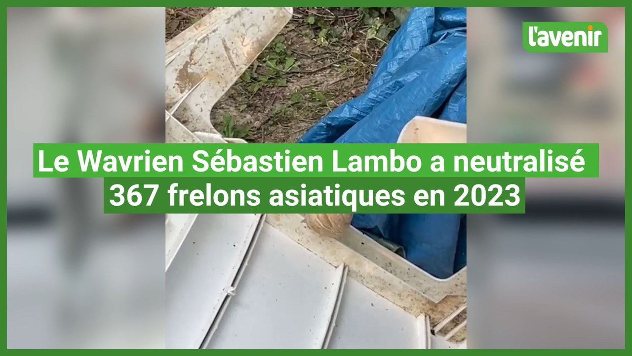 Le Wavrien Sébastien Lambo a neutralisé 367 frelons asiatiques en 2023