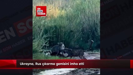 Üç leoparla savaşan bal porsuğu