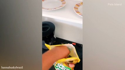 The funniest animals / Fun with cats and dogs 2023 / LA #35