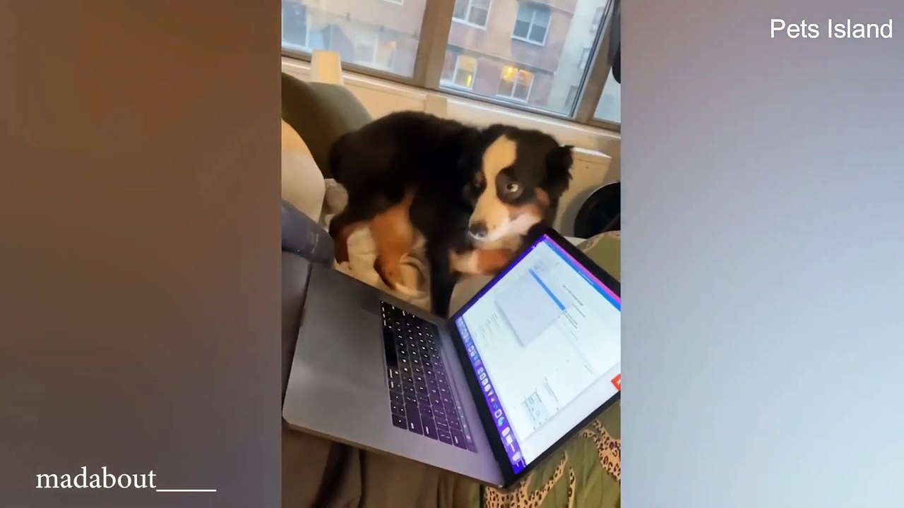 You Laugh You Lose - Funny and Cute Dog Videos 2024