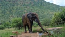 african elephant,baby elephant,baby elephants takes her first bath,first bath,elephants bathing,aggressive elephant