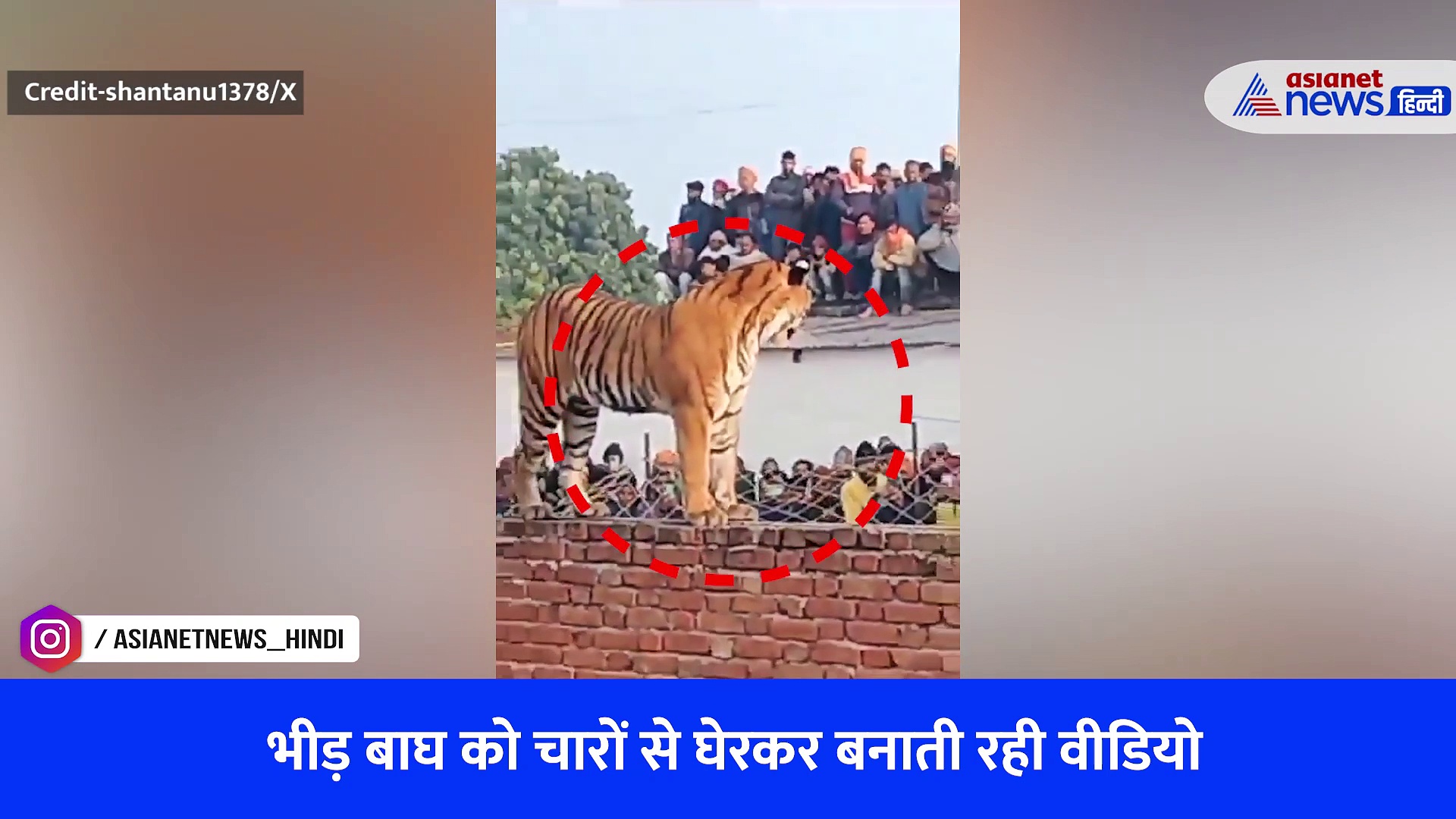 पीलीभीत में घंटों तक कभी दीवार तो कभी छत पर घूमता रहा बाघ, भीड़ बनाती रही वीडियो