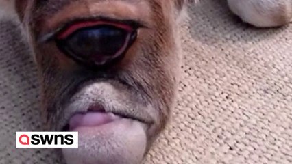 Einäugige Kuh wird in Indien "wie ein Gott" verehrt