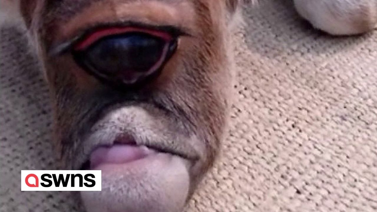 Einäugige Kuh wird in Indien "wie ein Gott" verehrt
