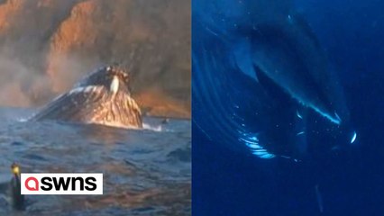 Unglaublicher Moment, in dem ein Taucher ganz nah an einen Buckelwal herankommt