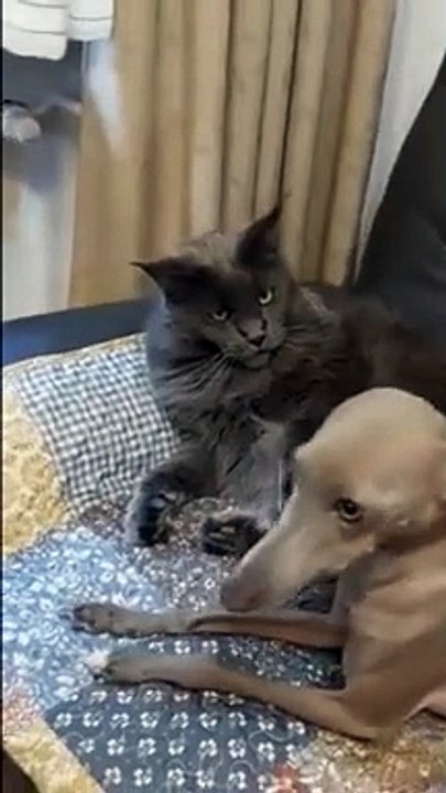 Ce chat domine les chiens... flippant le minou