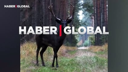 Nadir görülen siyah alageyik Polonya'da kaydedildi: ''Büyüleyici''