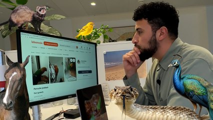 Ces fausses annonces d'animaux gratuits sur Le Bon Coin