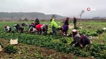 Bilecik'te görülmemiş hasat başladı, yılda 3 kez ürün veriyor ve kamyonlarla aralıksız sevk ediliyor: Tarlada kilosu 12 TL!