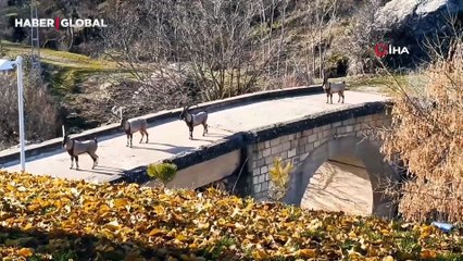 Tunceli'de sürü halinde görüldüler: ''Evcil hayvan gibi davranıyorlar''