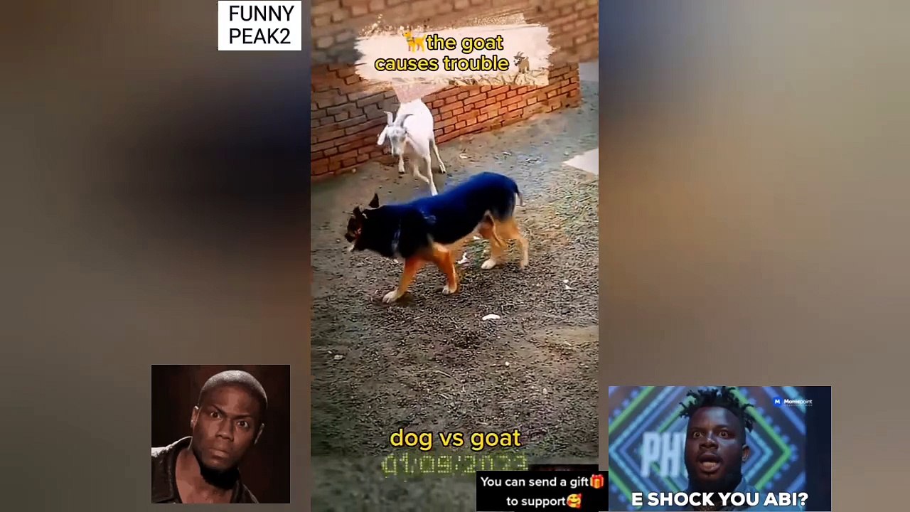 Dog Beats Goat
