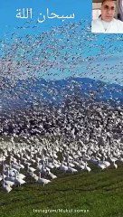 @"رحلة أسراب الحمام: بين أجنحة السماء ورقصات الطيران"