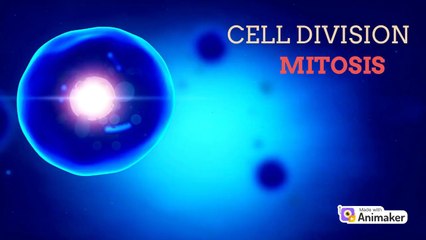 Mitosis cell division animation