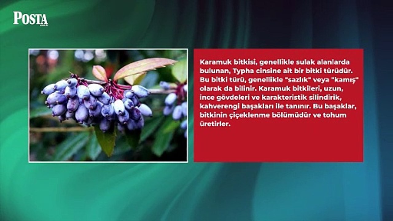 En çok Ruslar tüketiyor: Doğanın mucizesi olan bu meyve bedava antikor üretiyor