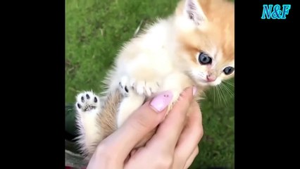 Funniest Cats Videos, The Siliest, Cutest And Funniest Cats 91