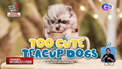 Aso, kasing laki lang daw ng tasa?! | Dapat Alam Mo!