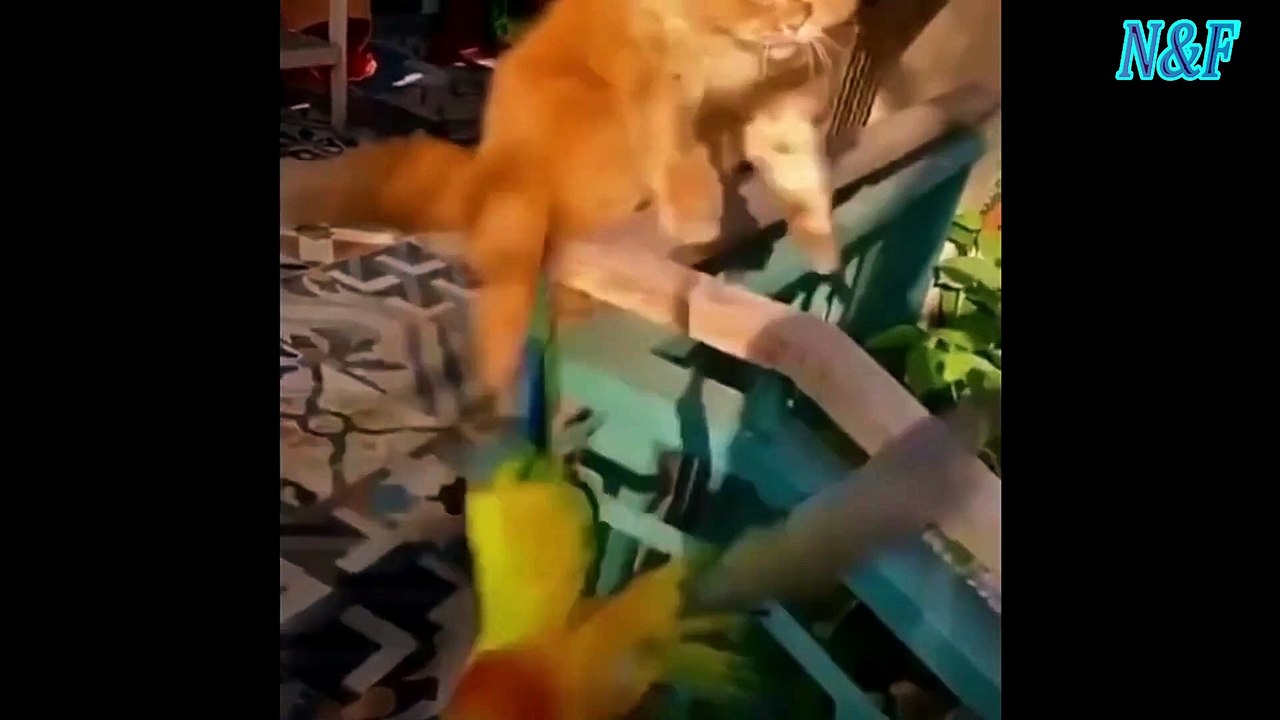 Funniest Cats Videos, The Siliest, Cutest And Funniest Cats 92