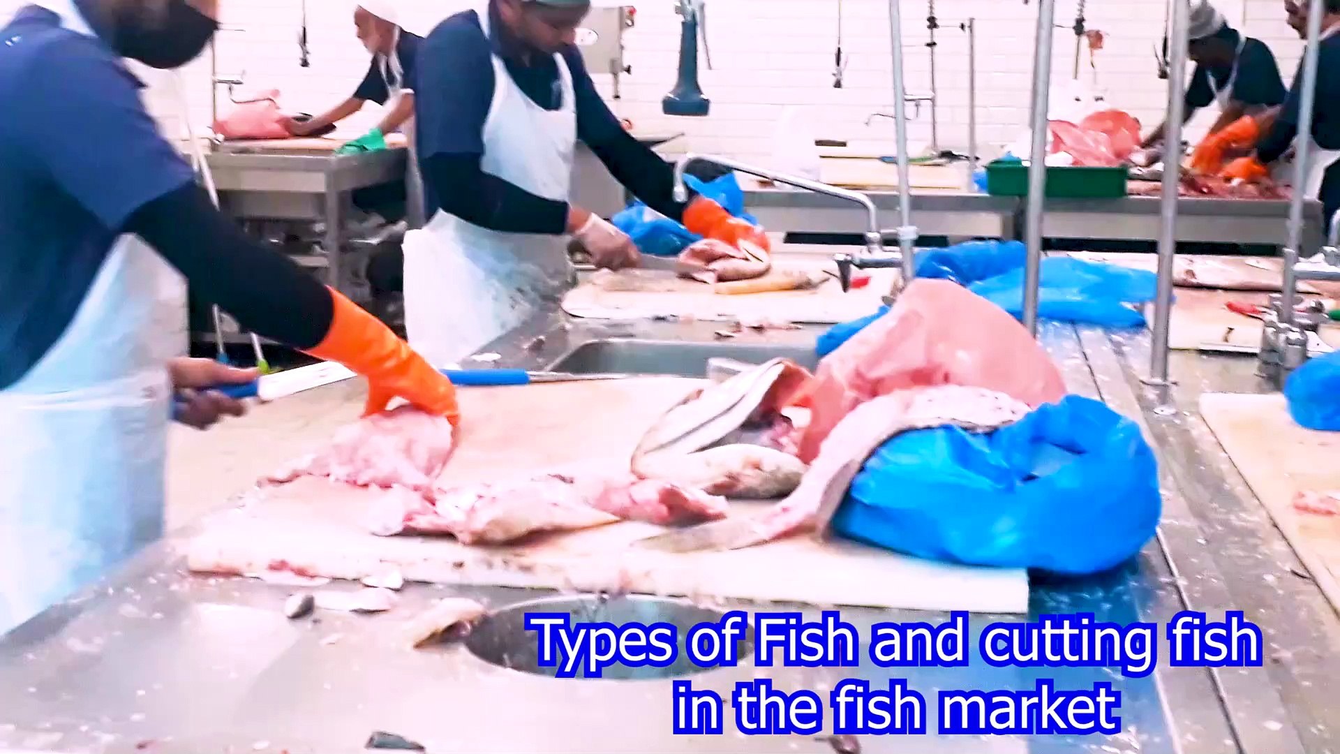 ⁣Types of Fish and cutting fish