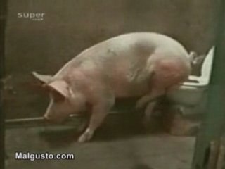 Cochon aux chiottes mdr