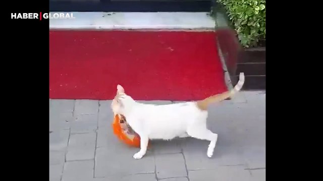 Duygulandıran anlar: Yavruları için mama bulan kedi, ağır poşeti böyle taşıyıp onlara yedirdi