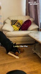 Dog's Cinema Adventure 🐶: Join Barney on the Ultimate Movie Journey!