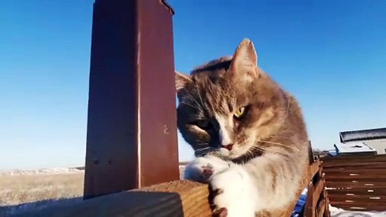 HOW do cats do it? The truth behind their amazing ability to land on their feet