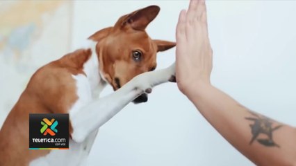 tn7-no-descuide-sus-mascotas-durante-fiestas-de-fin-de-año-261223