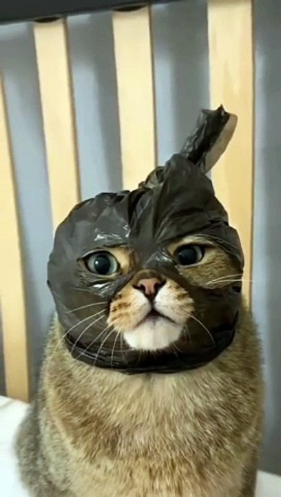 Cute cat