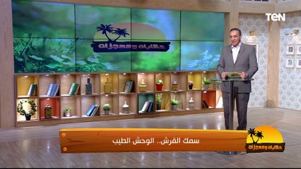 أكتر الكائنات المظلومة والأفلام بتصوره كأنه وحش".. اعرف أكثر عن سمكة القرش و هتتصدم من المعلومات دي