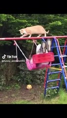 hilariously funny video