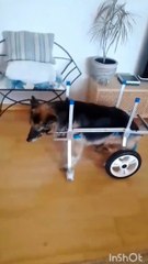 Canela, la anciana perra que vuelve a caminar con una silla de ruedas