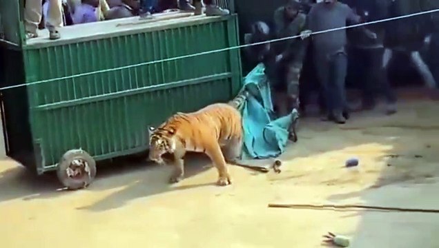 खतरनाक बाघिन के रेस्‍क्यू का वीडियो वायरल, जान पर खेल गए वन विभाग के कर्मचारी
