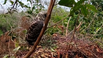 ANAK BURUNG ELANG DI BERI MAKAN ULAR PANJANG BANGET