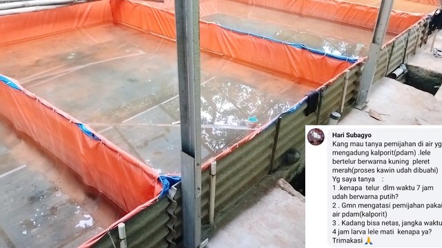 Pantesan GAGAL pemijahan lele dengan air PDAM/PAM❗Coba sabar untuk mengolahnya