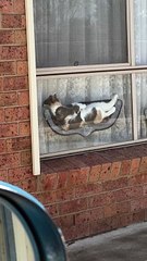 Car Horn Disturbs Cat's Nap