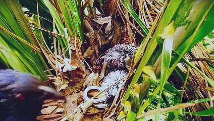 Anak Bubut Sekarat Makan Ular Tak Bisa Ditelan