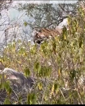 Tourists go crazy over sighting of tigers in Sariska Sanctuary