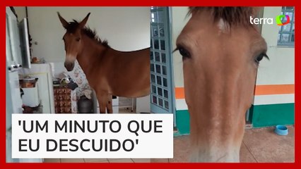 Mulher viraliza ao flagrar mula comendo manga dentro da cozinha de casa