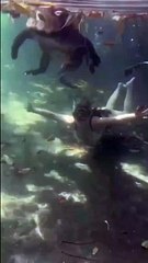 Elle nage avec son alligator de compagnie