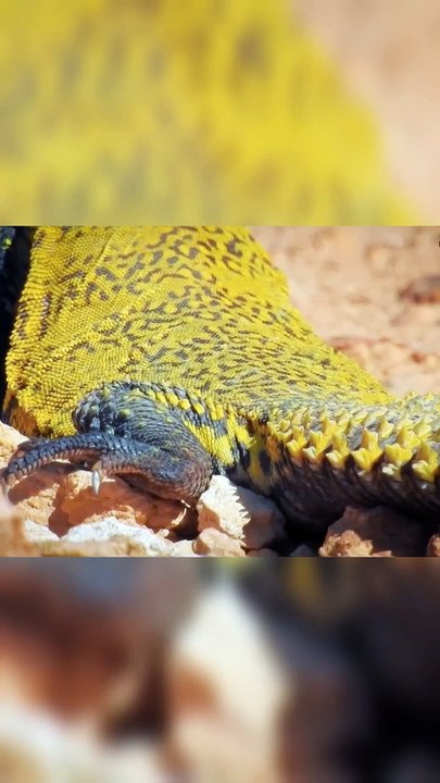 Watch the struggle of a falcon with a lizard!!
