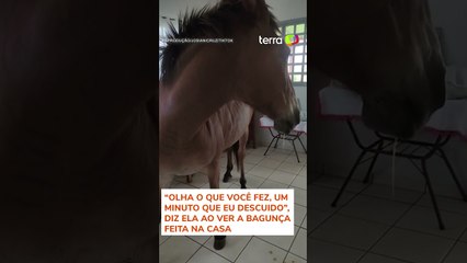 Mulher viraliza ao flagrar mula comendo manga dentro da cozinha de casa #shorts