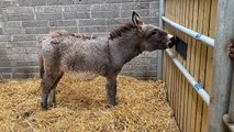 Four donkey foals born after abandoned mares thrive in sanctuary home