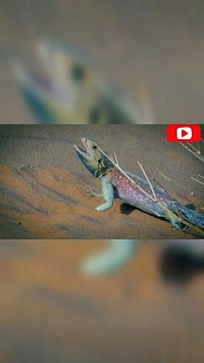 Watch breathtaking moments among desert reptiles!!
