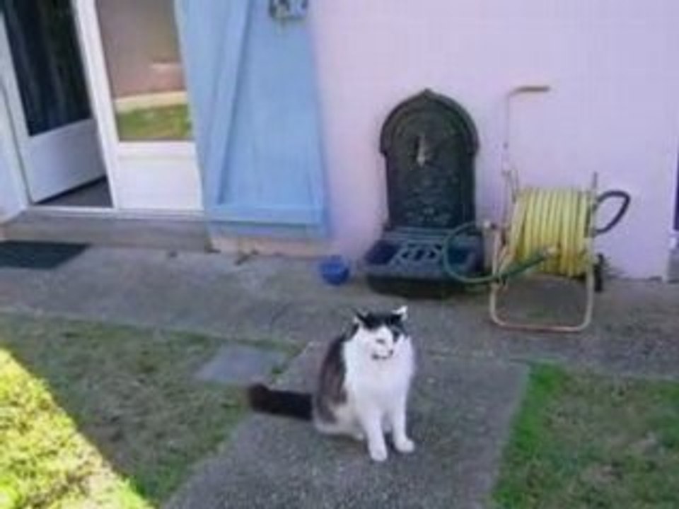 Niki, chat sacré de Syldavie