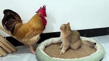 The kitten hugged the rooster to sleep, afraid that he would run away! Funny cat. Interesting animal