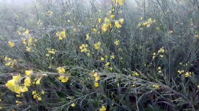 इलाके में छाया घना कोहरा, तापमान में आई गिरावट