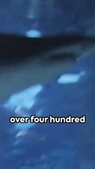 Facts about sharks