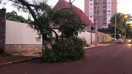 Árvore cai sobre a rede de energia no Centro e deixa via bloqueada