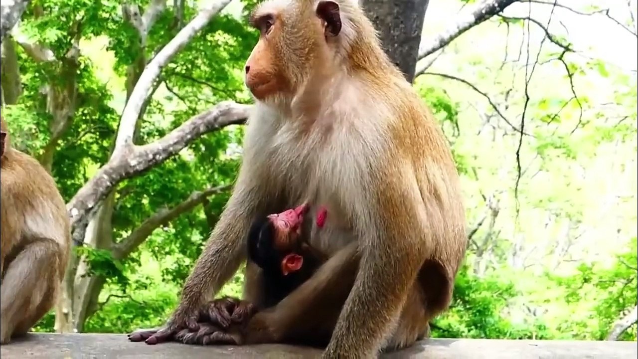 Newborn baby become dry due he was as born for 2 days old, baby try harder to control balance (720p_25fps_H264-192kbit_AAC)