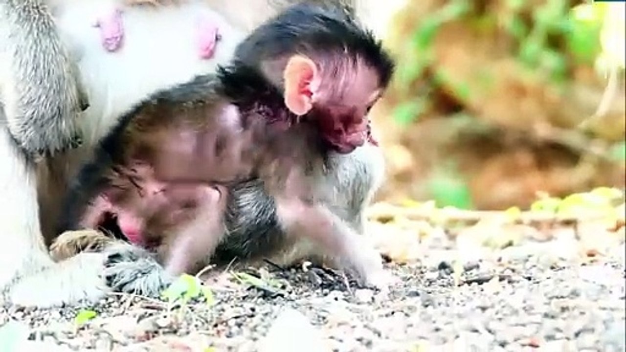 Newborn baby can't go ahead, baby really want to come out, but he is impossible (720p_25fps_H264-192kbit_AAC)